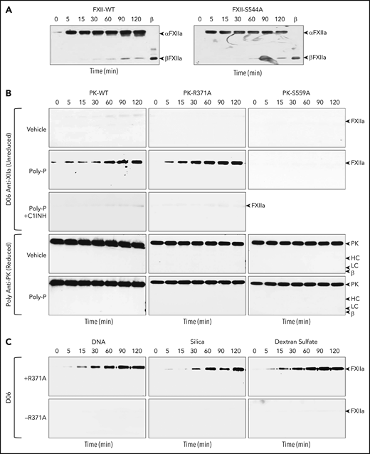 FXII cleavage by PKa and PK. Western blots of time courses of cleavage of FXII or FXII-S544A (200 nM) by (A) PKa (50 nM). At indicated time points, samples were removed into nonreducing sample buffer, size fractionated by SDS-PAGE, and analyzed by western blotting using monoclonal anti-FXIIa IgG D06. Positions of standards for αFXIIa and βFXIIa are indicated at the right of each image. (B) Western blots of time courses of cleavage of FXII-S544A (200 nM) by recombinant PK (PK-WT, PK-R371A, or PK-S544A) in the presence of vehicle (top row), poly-P (70 μM, second row), or poly-P and C1INH (750 nM, third row). Blots were processed as in panel A. Positions of a standard for αFXIIa are indicated at the right of each image. The fourth and fifth rows are western blots for PK, using the same samples for reactions with vehicle and poly-P used in the first 3 rows. Positions of standards for PK, the heavy (HC) and light (LC) chains of PKa, and a heavy-chain fragment from β-kallikrein are indicated at the right of each image. (C) Western blots of time courses of cleavage of FXII-S544A (200 nM) in the presence (+) or absence (−) of PK-R371A, with human genomic DNA (25 μg/mL), 15% (vol/vol) silica containing PTT-A reagent (silica), or DXS (1 μg/mL). Blots were processed as in panel A. Positions of a standard for αFXIIa are indicated at the right of each image.