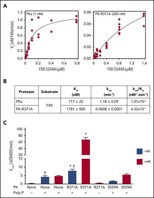 Kinetics of FXII cleavage by PK and PKa. (A) Varying concentrations of FXII-S544A were incubated with 1 nM PKa (left panel) or 200 nM PK-R371A (right panel) in HEPES buffer at 37°C in the presence of 70 μM poly-P. After 120 minutes, reactions were stopped by adding polybrene (0.1 mg/mL) and the antikallikrein IgG HO3 (5 nM). Conversion of FXII-S544A to the FXIIa conformation was measured by ELISA. (B) Kinetic parameters of FXII-S544A cleavage by PKa or PK-R371A in the presence of poly-P determined from the curves in panel A. (C) FXII-WT (200 nM) was incubated in the absence (−) or presence (+) of 70 μM poly-P. Reactions were run in the absence of PK (None) or in the presence of 200 nM PK-R371A or PK-S559A. Blue columns are reactions run in the absence of HK; red columns indicate reactions run in the presence of 200 nM HK. Reactions were stopped after 60 minutes with polybrene (0.1 mg/mL), and FXIIa cleavage of S-2302 (500 μM) was measured at OD 405 nm. *Compares FXII activation by PK-R371A in the presence or absence of HK (P = .0001); †compares FXII activation in the presence or absence of PK-R371A (P = .01).