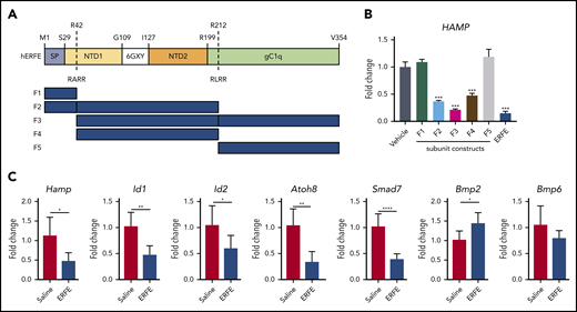 The N-terminal domain of ERFE is sufficient to suppress hepcidin. (A) Structure of human ERFE, containing a signal peptide (SP), N-terminal region (NTD) with a collagen-like domain (6 GXY), and a globular C1q domain (gC1Q). The location of the 2 predicted furin cleavage sites are indicated (RARR and RLRR). ERFE subunits designed and expressed based on predicted furin cleavage sites (F1-F5). (B) Huh7 cells were treated for 24 hours with 1 µg/mL of ERFE subunits F1 to F5, full-length or vehicle, and analyzed for HAMP gene expression. (C) Wild-type mice were treated intraperitoneally with 100 µg of F2 ERFE or saline and analyzed 3 hours after treatment for liver gene expression of 5 BMP target genes (Hamp1, Id1, Id2, Atoh8, Smad7) and Bmp2 and Bmp6. Columns represent mean ± standard deviation. n = 3 replicates per group, panel B; n = 6 mice per group, panel C. *P < .05; **P < .01; ***P < .001; ****P < .0001 using the Student t test.