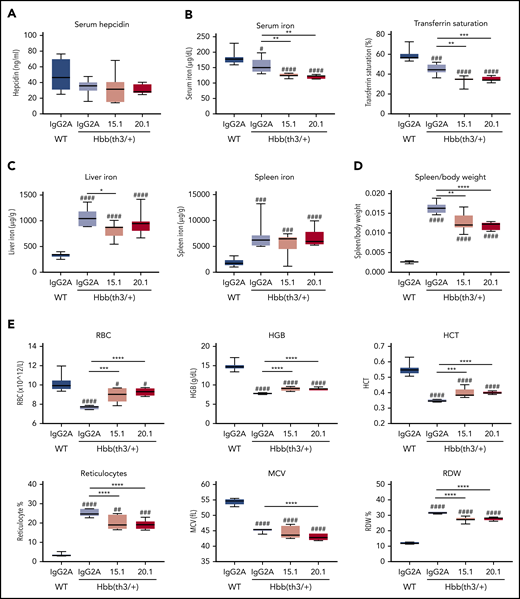 Antibodies targeting the N-terminal domain of ERFE decrease iron levels and alter blood parameters in thalassemic mice. Four-week-old male Hbb(th3/+) mice were treated intravenously with 5 mg/kg of IgG2A control antibody, anti-ERFE 15.1, or anti-ERFE 20.1, twice a week for 4 weeks. IgG2A-treated wild-type (WT) mice were used as control for basal levels. After 4 weeks of treatment, mice were killed for analysis of serum hepcidin (A), serum iron and transferrin saturation (B), liver and spleen non-heme iron (C), spleen to body weight ratio (D), and blood parameters (E). *P < .05; **P < .01; ***P < .001; ****P < .0001 using one-way analysis of variance followed by the Tukey test for differences between IgG2A-treated Hbb(th3/+) mice and anti–ERFE-treated mice. #P < .05, ##P < .01, ###P < .001, ####P < .0001 using one-way analysis of variance followed by the Tukey test for differences between WT mice and Hbb(th3/+) mice. HCT, hematocrit; HGB, hemoglobin; MCV, mean corpuscular volume; RBC, red blood cells; RDW, red blood cell distribution width. n = 5-8 mice per group.