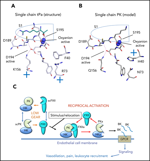 A model of the single-chain (sc) prekallikrein (scPK) structure and function is shown. (A) The single-chain tPA crystal structure (pdb:1BDA) is shown with stick diagrams of key residues around the S1 pocket (blue dotted line). The position of the oxyanion hole is indicated by blue spheres that represent the nitrogen atoms of Ser195 and Gly193. The single-chain tPa active S1 pocket reveals Asp194 is stabilized by a salt bridge formed with Lys156. The cyan stick figure represents the side chain of the arginine P1 residue of the tPa inhibitor dansyl-Glu-Gly-Arg-chloromethyl-ketone. (B) Homology model of the S1 pocket of scPK based on the tPA crystal structure where Gln156 forms a hydrogen bond to the Asp194 carboxylate group. (C) The low gear of weak proteolytic activity of the contact system consists of both scPK and scFXII, which constitutively consume each other. Activation of the system requires a stimulus and location to the correct cell membrane to form PKa, FXIIa, and bradykinin (BK).