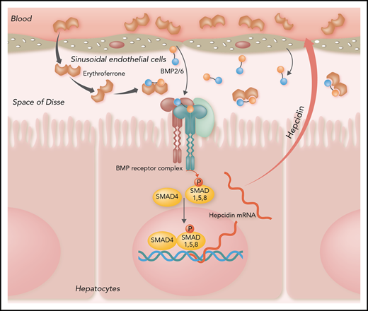 Shown is a current model of the mechanism of action of ERFE. ERFE binds and sequesters heterodimeric BMP2/6 secreted by sinusoidal endothelial cells into the space of Disse and thereby prevents BMP2/6 from binding to the hepatocyte BMP receptor. Diminished BMP receptor signaling then decreases hepcidin gene transcription and protein secretion.