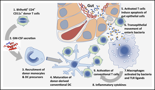 Bhle40+ CD4+ donor T cells secrete GM-CSF that enhances indirect alloantigen presentation by dendritic cells amplifying GVHD in allogeneic hematopoietic stem cell transplant recipients. The sequence of events in the pathway proposed by Piper et al is shown with local production of GM-CSF (2) by donor T cells in the interstitium of the gut recruiting monocytes (3) that are matured into conventional dendritic cells (4), leading to activation of donor T cells primed to allo-antigens that cause apoptosis of gut epithelial cells (5), leakage of gut microbes into interstitium (6), activation of macrophages that phagocytose bacteria (7), release of inflammatory cytokines (8), and amplification of GVHD by activation of conventional donor T cells (9). DC, dendritic cells; TLR, Toll-like receptor.