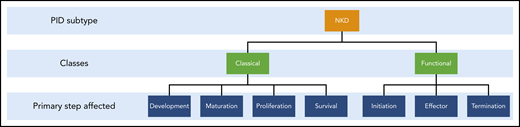 The 2 classes of NKDs and the critical steps of development and cytotoxic function. The focus of this review is on the functional arm.