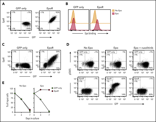 Expression of functional EpoR in human T cells. (A) Flow cytometric dot-plots illustrate surface EpoR expression in Jurkat cells, as detected by a PE-conjugated anti-EpoR antibody (R&D Systems); cells transduced with GFP only are shown as control. Percentage of cells in each quadrant is shown. (B) Flow cytometric histogram illustrates Epo binding to Jurkat cells. Cells were labeled with biotin-conjugated Epo (R&D Systems) and streptavidin-PE (Jackson ImmunoResearch Laboratories). (C) Surface EpoR expression in T lymphocytes transduced with GFP only or GFP plus EpoR. (D) Representative flow cytometric dot plots illustrate phosphorylation of STAT5 Y694, detected with an AF647-conjugated antibody (BD Biosciences) after stimulation with 10 IU/mL Epo for 15 minutes; results with cells treated with 10 µM ruxolitinib for 1 hour before Epo stimulation are also shown. (E) Survival of EpoR-transduced T cells and of T cells transduced with GFP only cultured in absence of exogenous cytokines (no Epo) or in presence of Epo (4 IU/mL). Symbols indicate percentage of cell recovery relative to the number of input cells.