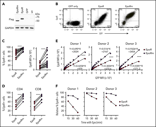 EpoRm has higher and more stable expression than EpoR. (A) Western blot analysis of EpoR expression in 293T cells. Cell lysates of 293T cells transduced with EpoR, EpoRm, or GFP only were separated on a 10% polyacrylamide gel under reducing condition. The blotted membrane was probed with mouse anti-Flag antibody (9A3; Cell Signaling Technology, Danvers, MA) followed by goat anti-mouse immunoglobulin G conjugated to horseradish peroxidase (R&D Systems); rabbit anti-human glyceraldehyde 3-phosphate dehydrogenase (GAPDH; EPR16891; Abcam, Cambridge, UK) was used to detect GAPDH (loading control). Antibody binding was revealed by Clarity Western ECL substrate (Bio-Rad, Hercules, CA) and visualized by ChemiDoc Touch Imager (Bio-Rad). (B) Flow cytometric analysis of T lymphocytes transduced with EpoR, EpoRm, or GFP only. Flow cytometric dot-plots illustrate EpoR expression as detected by a PE-conjugated anti-EpoR antibody (R&D Systems). Percentage of cells in each quadrant is shown. (C) Percentage of GFP+ T cells expressing EpoR (left) or MFI of EpoR (right) of T cells transduced with EpoR or EpoRm. ****P < .0001. (D) Percentage of CD4+ or CD8+ T cells from 6 donors expressing EpoR. ****P < .0001. (E) Relation between MFI of GFP and MFI of EpoR in T cells from 3 donors transduced with either EpoR or EpoRm. ****P < .0001. (F) T lymphocytes from 3 donors were transduced with EpoR or EpoRm and then stimulated with 10 IU/mL Epo. Expression of surface EpoR was assessed by flow cytometry at the indicated time points after stimulation.