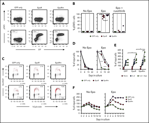EpoRm transduces stronger proliferation and survival signals than EpoR. (A) Flow cytometric contour plots illustrate phosphorylation of STAT5 in T cells transduced with EpoR, EpoRm, or GFP only after stimulation with Epo (10 IU/mL) for 15 minutes. (B) Percentage of GFP+ cells expressing pSTAT5 in T cells transduced with EpoR, EpoRm, or GFP only after stimulation with 10 IU/mL Epo or treated with 10 µM ruxolitinib before Epo stimulation. Each symbol represents results of 1 experiment. ****P < .0001; **P < .01. (C) Flow cytometry dot-plots illustrate cell cycle analysis of T lymphocytes transduced with EpoR, EpoRm, or GFP only, unstimulated (top row) or stimulated with 10 IU/mL Epo (bottom row) after 3 days of culture in cytokine-free medium. DNA content, detected by FxCycle staining, is shown on the x-axes; DNA synthesis, shown by 5-ethynyl-2′-deoxyuridine (Edu) incorporation, is shown on the y-axes. Edu+ cells are shown in red, with their percentage. (D) Survival of T lymphocytes transduced with EpoR, EpoRm, or GFP-only cultured in absence of exogenous cytokines (no Epo) or in presence of Epo (10 IU/mL) for 3 weeks. Symbols indicate mean (± SD) percentage of cell recovery relative to the number of input cells in triplicate measurements. ****P < .0001; **P < .01; *P = .01. (E) Percentage of T-cell recovery relative to input cells after 6 to 8 days’ culture with or without 100 IU/mL IL-2 and/or 10 IU/mL Epo. Each symbol indicates measurements with T cells of 1 of 4 donors (mean of 3 measurements for 3 donors, and 1 measurement for 1 donor). *P = .02. (F) Survival of T lymphocytes transduced with EpoR, EpoRm, or GFP only cultured with 100 IU/mL IL-2 in the absence or presence of Epo (10 IU/mL). Percentage of T-cell recovery relative to input cells at the indicated days is shown.