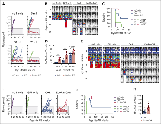 Activity of EpoRm-CART cells in xenograft models of ALL. (A) NOD-scid-IL2RGnull mice were injected IV with 5 to 20 × 106 T cells transduced with CAR, EpoRm-CAR, or GFP only; one group of mice received no T cells. Two weeks later, mice were injected IV with 2.5 × 105 Nalm6 cells expressing luciferase. Nalm6 cell engraftment as measured by luminescence after IP injection of aqueous d-luciferin potassium salt (150 µg/g body weight) is shown. The gray area corresponds to signals <108 photons/second. On day 56, none of the mice that received no T cells, or T cells transduced with GFP only at 5 × 106 (n = 2), 10 × 106 (n = 4), or 20 × 106 (n = 2), had signals <108 photons/second. Likewise, none of the mice that received CAR T cells at 5 × 106 (n = 4) or 10 × 106 (n = 5) remained in remission. By contrast, 2 of the 4 mice that received 5 × 106 EpoRm-CAR T cells and all 5 who received 10 × 106 remained in remission, as did all mice that received 20 × 106 CAR (n = 6) and EpoRm-CAR T cells (n = 6). (B) Ventral images for the mice that received no T cells or 10 × 106 T cells are shown. The full set of images is show in supplemental Figure 8. (C) Aggregate overall survival for mice shown in panels A and B. Survival group according to different levels of cells received is shown in supplemental Figure 8. (D) Presence of T cells in the mice shown in panels A to C 13 days after infusion, before injection of Nalm6 cells. Mouse blood was collected by cheek prick, and cells were stained with APC (2D1; BioLegend) or PE/Cy7-conjugated anti-human CD45 (HI30; BD Pharmingen), and anti-mouse CD45-PE (30-F11; BD Pharmingen), as well as with anti-human CD3-APC (SK7; BD Biosciences) and anti-human CD19-PE (4G7; BD Biosciences). Percentage of human T cells (hCD45+ hCD3+ hCD19– GFP+) among all CD45+ (human and mouse) lymphoid cells is shown. **P < .01. Results of sequential measurements are shown in supplemental Figure 9A. (E) Nalm6 cells transduced with luciferase were injected IV in NOD-scid-IL2RGnull mice (5 × 105 cells per mouse). Four days later, tumor engraftment was assessed, and 10 × 106 T cells were injected IV. Ventral images illustrate Nalm6 cell engraftment as measured by luminescence after IP injection of aqueous d-luciferin potassium salt (150 µg/g body weight). Mice images on day 4 were taken with enhanced sensitivity to illustrate tumor engraftment. (F) Luminescence measurements in the groups of mice shown in panel E. The number of mice in each group with signals <108 photons/second on day 70 is shown. (G) Overall survival of mice shown in panels E and F. (H) Presence of T cells (hCD45+ hCD3+ hCD19– GFP+) in the mice shown in panels E to G 13 days after T-cell infusion. **P < .01. Results of sequential measurements are shown in supplemental Figure 9B.