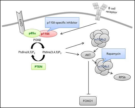Genetic aberrations causing primary immunodeficiencies and hyperactivated PI3K-δ signaling in B lymphocytes. The indicated gene products cause primary immunodeficiencies and hyperactivated PI3K-δ signaling in B lymphocytes as a result of GOF mutations (red) or loss-of-function mutations (green). Drug treatments intended to diminish activated PI3K-δ signaling are also shown. FOXO1, forkhead box protein O1; mTORC1, mammalian target of rapamycin complex 1; mTORC2, mTOR complex 2; PtdIns(4,5)P2, phosphatidylinositol 4,5-bisphosphate; PtdIns(3,4,5)P3, phosphatidylinositol (3,4,5)-trisphosphate; PTEN, phosphatase and tensin homolog; RPS6, ribosomal protein S6.