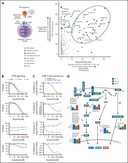 Suppression of CAR T-cell cytotoxicity through TCR signaling inhibition. (A) Schematic of the TCR signaling reporter system is shown on the left. Scatter plot comparing drug-mediated inhibition of CAR T-cell cytotoxicity and average inhibition of NFAT, AP-1, and NF-κB reporter activity quantified by the DSS is shown on the right. Data are from screens with CD28 costimulation. Enlarged points indicate drugs with T-cell reporter DSS >15 or CAR T-cell cytotoxicity DSS below −25, with selected drugs labeled, and drugs with high inhibition of both cytotoxicity and TCR signaling circled. (B) Dose-response curves of NFAT, NF-κB, and AP-1 reporter activity for selected drugs. Data are from screens with CD28 costimulation. (C) Dose-response curves of CAR T-cell cytotoxicity for selected drugs. (D) Schematic of proposed mechanisms of CAR T-cell cytotoxicity and TCR signaling inhibition by selected drugs of 50 most potent CAR T-cell cytotoxicity inhibitors. Average DSSs of AP-1 (blue), NF-kB (green), and NFAT (red) inhibition for the listed drugs in the CD28 costimulation screens are shown as bar plots.