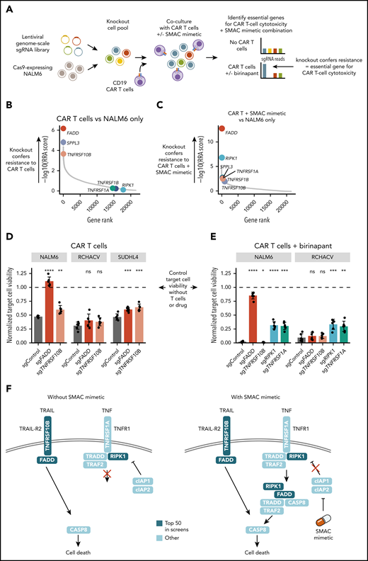 Genome-wide CRISPR screens identify essential genes for CAR T-cell cytotoxicity and SMAC mimetic function. (A) Schematic of the CRISPR-Cas9 screening approach. (B) Positively selected hits of NALM6 CRISPR screen with CAR T-cell coculture compared with NALM6 only. Genes are ranked by negative log10 of the MAGeCK RRA score for positive selection. (C) Positively selected hits of NALM6 CRISPR screen with CAR T cells plus SMAC mimetic compared with NALM6 only. Genes are ranked by negative log10 of MAGeCK RRA score for positive selection. (D) Validation of the effects of FADD and TNFRSF10B disruption in the B-ALL cell lines NALM6 and RCHACV and the DLBCL cell line SUDHL4 exposed to CAR T cells alone. Bar plots show viability of target cells expressing FADD, TNFRSF10B, or control sgRNAs exposed to CAR T cells for 24 hours (1:4 effector/target ratio) treated with DMSO. (E) Validation of the effects of FADD, TNFRSF10B, RIPK1, and TNFRSF1A disruption in NALM6 and RCHACV exposed to CAR T cells and SMAC mimetic. Bar plots show viability of target cells expressing FADD, TNFRSF10B, RIPK1, TNFRSF1A, or control sgRNAs exposed to CAR T cells for 24 hours (1:4 effector/target ratio) treated with birinapant. In panels D and E, the data are normalized to DMSO-treated target cells without T cells (indicated as dashed line). Bar heights represent average of 6 technical replicates for each sgRNA, dots represent technical replicates, and error bars show standard deviation. P values are calculated using Welch’s t test between the indicated condition and single-guide control. (F) Schematic of proposed mechanism of CAR T-cell cytotoxicity and SMAC mimetic–mediated sensitization to CAR T-cell death receptor–mediated cytotoxicity. Genes within top 50 hits in CRISPR screens are colored in dark blue. *P < .05, **P < .01, ***P < .001, ****P < .0001. ns, not significant (P ≥ .05).