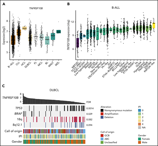 Death receptor expression varies across genetic subtypes of B-cell malignancies. (A) Expression of TNFRSF10B across B-cell malignancies in data from the Hemap resource containing aggregated transcriptomic profiles across hematological malignancies. (B) Expression of TNFRSF10B across B-ALL subtypes in data by Gu et al.40 (C) Genetic alterations most significantly associated with TNFRSF10B expression (log2 expression shown as bar plot) in Chapuy et al.41 DLBCL data shown as an oncoprint. FDR for the significance of Spearman correlations between TNFRSF10B expression and alterations are shown. ABC, activated B cell; BL, Burkitt lymphoma; CLL, chronic lymphocytic leukemia; FL, follicular lymphoma; GCB, germinal center B cell; HCL, hairy cell leukemia; IPI, International Prognostic Index; MALT, mucosa-associated lymphoid tissue lymphoma; MCL, mantle cell lymphoma; MZL, marginal zone lymphoma.