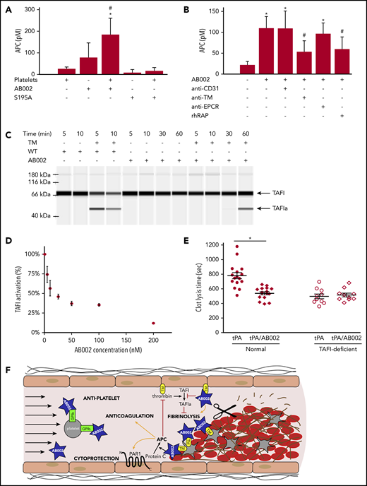 AB002 catalytically converts protein C to APC on activated platelet aggregates and inhibits thrombin-mediated TAFI activation. (A) Washed human platelets were activated and aggregated by collagen and treated with 50 nM AB002 or S195A-WE and 100 nM protein C. Platelets treated with protein C only and thrombin mutants incubated with protein C in the absence of platelets were prepared at the same time. Supernatants were collected after 1 hour and APC measured. Data are shown as the mean ± 1 standard deviation for 4 independent experiments (n = 4 donors). *P < .05 compared with platelet-only control and #P < .05 compared with platelet-free AB002-only control (repeated measures ANOVA and Holm-Sidak 2-tailed post hoc tests). (B) Washed human platelets were activated by collagen and pretreated with blocking reagents for 1 hour: 40 µg/mL anti-TM or anti-endothelial protein C receptor (EPCR), or 20 µg/mL recombinant human receptor-associated protein (rhRAP). Anti-CD31 (40 µg/mL) was used as a negative control for antibody blocking. Pretreated platelets were incubated with 50 nM AB002 and 100 nM protein C or protein C alone, as indicated. Supernatants were collected after 1 hour and APC measured. Data are shown as the mean ± 1 standard deviation for 4 independent experiments (n = 4 donors). *P < .05 compared with platelet-only control and #P < .05 compared with platelets with AB002 control (repeated measures ANOVA and Holm-Sidak 2-tailed post hoc tests). (C) WT α-thrombin (WT) or AB002 were added to HEPES buffered saline (HBS) with or without TM, purified TAFI was added, and samples incubated at room temperature for the indicated times before evaluating the activation of TAFI. Samples containing 500 nM purified TAFI and 150 nM WT with or without 15 nM TM (lanes 1-4) or 150 nM AB002 with or without 15 nM TM (lanes 5-12) were subjected to automated western blot analysis. (D) AB002 was added to 5 nM WT and 5 nM TM in increasing concentrations from 5 to 200 nM and TAFI activity measured. The activity of WT in the absence of AB002 was set to 100%. (E) A standard aPTT reaction was performed in a KC4 coagulometer using either healthy or TAFI-deficient platelet-poor plasma; at the end of the incubation time, 2 µg/mL tPA with or without 10 µg/mL AB002 was added, and the reaction was recalcified to initiate clot formation. aPTT was measured and time to complete lysis of the clot was monitored. Horizontal bars denote mean of all data points plus or minus SEM. *P < .05 (independent Student t test). (F) Putative mechanism by which low doses of AB002 can rapidly interrupt developing thrombi through its ability to locally activate protein C on the platelet-rich thrombus luminal surface and by competitive inhibition of TAFI activation (TAFIa).