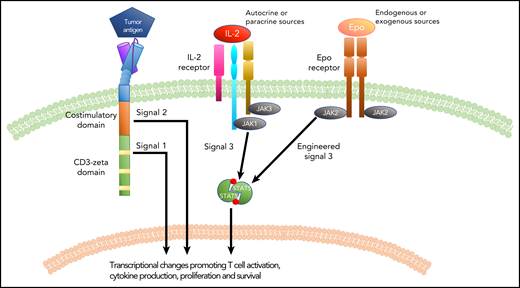Signal transduction in a CAR T cell. Similar to IL-2 signaling, the introduction of an Epo receptor to a CAR T cell provides signal 3, which synergizes with signals 1 and 2 generated by the CAR molecule to promote CAR T-cell function and efficacy.