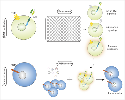 Complementary use of drug and small-molecule screen with CRISPR/Cas9 screen to identify factors that enhance the cytotoxicity of CAR T cells. This approach can provide new ways to identify mediators of CAR and tumor activity that are relevant across tumor types and CAR constructs for further investigation.