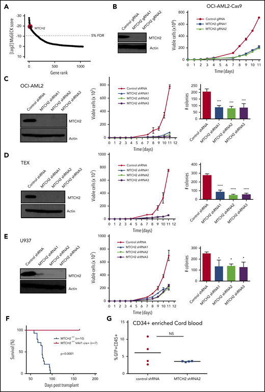 Knockout and knockdown of MTCH2 reduces the growth and viability of AML cells. (A) A CRISPR screen in Cas9-OCI-AML2 cells identified depleted gRNAs that target the 1050 nuclear-encoded mitochondrial proteins. Positive hits were identified at a FDR of less than 5%. Genes were ranked based on MAGeCK scores (log2 of P values) as calculated by the MAGeCK algorithm. (B) OCI-AML2-Cas9-expressing cells were transduced with gRNA targeting MTCH2. Seven days after transduction, MTCH2 protein levels were measured by immunoblotting. Viability and proliferation of cells were measured over time by trypan blue exclusion staining starting 4 days after transduction. Data represent mean viable cell counts ± standard deviation (SD) from representative experiments. (C–E) OCI-AML2 (C), TEX (D), and U937 (E) cells were transduced with shRNA targeting MTCH2 or control sequences. Seven days after transduction, levels of MTCH2 were detected by immunoblotting. Viability and proliferation of cells were measured from 4 days after the transduction of MTCH2 or control shRNA, using trypan blue exclusion staining. Data represent the mean ± SD of 3 independent experiments. Colony formation from control and MTCH2 knockdown clones. Mean ± SD colony counts are shown. *P < .05; **P < .01; ***P < .001, using 1-way ANOVA. (F) MLL-AF9 was transduced into MTCH2 F/F Vav1-Cre+ or MTCH2 F/F murine hematopoietic cells in vitro and then injected into secondary recipients. The survival of the mice was measured over time (MTCH2 F/F n = 10; MTCH2 F/F Vav1-Cre+, n = 7). (G) Human CD34-enriched cord blood was transduced with GFP-expressing plasmids containing control or MTCH2 shRNA2 sequences in lentiviral vectors. Forty-eight hours after transduction, 60 000 cells were injected intrafemorally into NSG mice (5 mice/group). Eight weeks after transplant, bone marrow aspirates were analyzed for human engraftment (anti-human CD45+) and GFP+ expression. The transduction efficiencies of the control and MTCH2 lentiviral vectors were 20.9% and 19.8%, respectively. No statistically significant differences were detected.