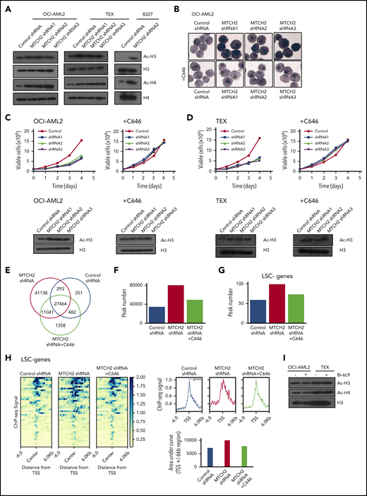 MTCH2 knockdown increase histone acetylation, which is functionally important for the differentiation of AML cells and independent of BID. (A) Histones were isolated from control and MTCH2 knockdown clones of OCI-AML2, TEX, and 8227 cells. Levels of total and acetylated histones H3 and H4 were measured by immunoblotting. Representative immunoblots are shown. (B) NSE staining of OCI-AML2 cells transduced with shRNA targeting MTCH2 with or without cotreatment with C646 (5 µM) for 4 days. Quantitative analysis of NSE staining was performed with ImageJ software. (C-D) Proliferation curves of OCI-AML2 (C) and TEX cells (D) transduced with shRNA targeting MTCH2 shRNAs with or without C646 (5 µM). Levels of total and acetylated H3 histones were measured in OCI-AML2 (C) and TEX cells (D) after MTCH2 knockdown and cotreatment with 5 µM C646 for 4 days. (E) Venn diagram of the number of peaks and overlapping peaks detected by MACS2 in control, MTCH2 knockdown, and MTCH2 knockdown cells treated with C646. (F) Bar graphs of total numbers of peaks of H3K27ac in control, MTCH2 knockdown, and MTCH2 knockdown TEX cells treated with C646, detected by MACS2. (G) The bar plot represents the number of H3K27ac peaks in control, MTCH2 knockdown, and MTCH2 knockdown cells treated with C646 that overlap with ±6-kb regions centered at the transcription start site (TSS) of the 40 LSC− genes that are upregulated in MTCH2 knockdown cells compared with control. (H) The average profiles and heat maps of the H3K27ac ChIP-seq signal in control, MTCH2 knockdown, and MTCH2 knockdown cells treated with C646 at ± 6kb of TSS of the 40 myeloid-like (LSC−) genes. The relative area under the curve (AUC) of TSS ± 6-kb regions is shown as bar graphs. (I) Histones were isolated from OCI-AML2 and TEX cells treated with or without Bid inhibitor, Bi-6C9, at Fas-inducing conditions (treated with CHX and CH-11). Levels of total and acetylated histones H3 and H4 were measured by immunoblotting. Representative immunoblots are shown.