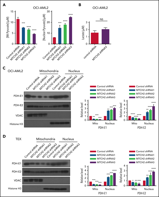 MTCH2 knockdown increases nuclear levels of pyruvate and nuclear levels of PDH complex. (A) Levels of mitochondrial and nuclear pyruvate were measured from control and MTCH2 shRNA-knockdown clones of OCI-AML2 cells as described in the supplemental Methods (****P < .0001). (B) Levels of intracellular lactate were quantified by nuclear magnetic resonance from control and MTCH2 shRNA-knockdown clones of OCI-AML2 cells, as described in the supplemental Methods. (C-D) Nuclear and mitochondrial fractions were isolated from control and MTCH2 shRNA-knockdown clones of (C) OCI-AML2 or (D) TEX cells and analyzed by immunoblotting. Antibodies against PDH (E1α and E2), VDAC, and histone H3 were used. Representative immunoblots are shown. The relative expression of PDH subunits, E1α and E2 in mitochondria and nucleus, was quantified by densitometry and normalized to loading controls SOD1 (for E1 α), VDAC (for E2), and histone H3, respectively, and was expressed relative to control shRNA. Data are represented as mean ± SD from 3 independent experiments. **P < .01; ***P < .001; ****P < .0001 by ANOVA.