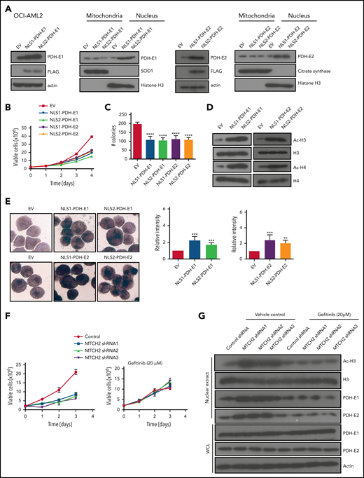 Overexpression of PDH complex mimics the effects of MTCH2 knockdown. (A) OCI-AML2 cells were transduced with cDNA encoding PDH-E1 (E1α) or PDH-E2 tagged with 1 of 2 different nuclear localization signals (NLS1 or NLS2) or empty vector. PDH-E1α or PDH-E2 expression was analyzed by immunoblotting of whole-cell lysates or nuclear or mitochondrial fractions. (B) Growth and viability of OCI-AML2 cells overexpressing PDH-E1 (E1α) or PDH-E2 with a nuclear localizing tag (NLS1 or NLS2) were measured with the trypan blue exclusion assay. (C) Colony formation assay of OCI-AML2 cells overexpressing PDH with a nuclear localizing tag. Mean ± SD colony counts are shown. ****P < .0001 by ANOVA. (D) Histones were isolated from OCI-AML2 cells transduced with empty vector (EV), PDH-E1 (E1α), or PDH-E2 cDNAs with NLS1 or NLS2 signals. Levels of total and acetylated H3 and H4 histones were measured by immunoblotting. (E) NSE staining of OCI-AML2 cells overexpressing PDH-E1α or PDH-E2 with NLS1 or NLS2. Quantitative analysis of NSE staining was performed with ImageJ software. **P < .01; ***P < .001; ****P < .0001 by ANOVA. (F) Proliferation curves of OCI-AML2 cells transduced with shRNAs targeting MTCH2 and cotreatment with gefitinib (20 µM) for 3 days. (G) Levels of total and acetylated H3 histones, levels of PDH-E1 (E1α) and E2 in whole-cell lysate, and nuclear extracts from OCI-AML2 after MTCH2 knockdown with or without cotreatment with gefitinib (20 µM) for 3 days. Representative immunoblots are shown.