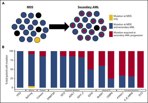 Clonal evolution during progression from MDS to secondary AML. Using previously published paired MDS and secondary AML samples from the same patients (N = 60),17,18,23,65,66,88 the order of mutation acquisition was inferred by assessing the presence or absence of specific mutations at each sampling. (A) A model for sequential accumulation of mutations during progression from MDS to secondary AML. Black cells are normal at MDS and secondary AML. Mutations in blue are acquired early, define the founding clone, and expand to become the most abundant clone in the marrow at MDS diagnosis. These cells then acquire red mutations, form a subclone, and expand at the time of progression to secondary AML. (B) Percentage of patients with a mutation detectable at MDS only (yellow), secondary AML only (red), or at MDS and persisting during disease progression (blue). Mutations in specific functional categories are enriched in 1 of these patterns, with most TP53, epigenetic modifiers, and spliceosome gene mutations present at MDS (eg, 100% of DNMT3A mutations are blue), whereas mutations in transcription factors (eg, RUNX1, CEBPA) and activating signaling genes (RAS family, PTPN11, FLT3) typically expand or are acquired and emerge at progression (eg, 100% of FLT3 mutations are red). This suggests a typical order of mutation acquisition, with blue mutations being acquired early and present in the majority of marrow cells at MDS diagnosis, followed by the red mutations, which expand or are acquired and expand at progression. Only 1 mutation (shown in yellow) that was detected at MDS was not detected at secondary AML (SRSF2 mutation coding for the P95R substitution).88 Adapted from Lindsley et al.65
