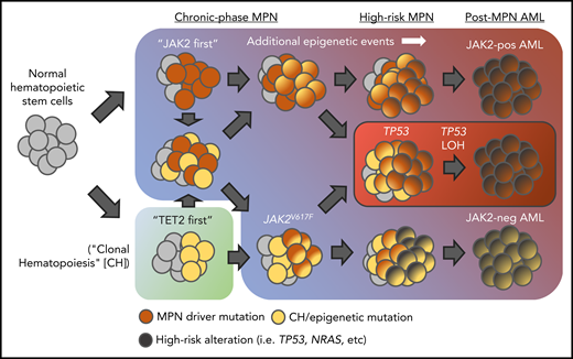 Various routes to leukemic transformation in MPNs. Mutations in epigenetic modifiers (ie, TET2, ASXL1, etc) can be acquired before or after JAK2V617F. Over time, additional somatic genetic and/or epigenetic remodeling events, under influence of various cellular-intrinsic or -extrinsic factors, promote progressive proliferative and self-renewal capacity upon the expanding cell population, ultimately leading to blast-phase transformation. Notably, in many instances, leukemic clones arise from a JAK2V617F wild-type (yellow) cell population suggesting evolution of a separate, coexisting clonal process. In the case of TP53-mutant post-MPN AML (red box), literature suggests a distinct route to leukemic transformation in which “second-hit” loss of heterozygosity (LOH) of TP53 in a preexisting JAK2V617F/TP53 heterozygous-mutant clone results in rapid clonal expansion, chromosomal instability, and blast-phase transformation.