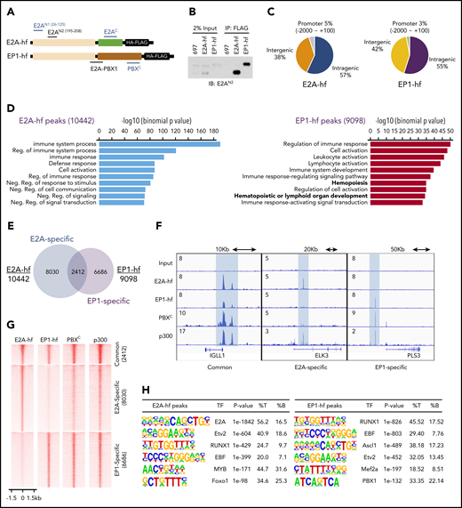RUNX1 and EBF1 motifs are enriched at E2A-PBX1–bound genomic sites. (A) Schematic of C-terminal HA-FLAG–tagged E2A (E2A-hf) and E2A-PBX1 (EP1-hf) and the epitopes of antibodies used in ChIP-seq (blue) and immunoblotting (black) assays. (B) Immunoblots of E2A and E2A-PBX1 from stable doxycycline-induced 697 lines expressing either E2A-hf or EP1-hf. (C) Genomic distribution of E2A-hf (left) and E2A-PBX1 (EP1-hf, right) ChIP-seq peaks relative to gene loci. (D) Gene Ontology biological processes of E2A-hf– and E2A-PBX1-hf–associated ChIP-seq peaks using GREAT analysis.27 (E) Venn diagram showing the overlap between E2A-hf and EP1-hf ChIP-seq peaks. (F) ChIP-seq profiles of E2A-hf and EP1-hf in stable 697 lines and the C-terminal region of PBX1 (PBXC) and p300 antibodies in 697 lines at identified common or specific targets. (G) Heatmaps showing the ChIP-seq signals for E2A-hf and EP1-hf in stable 697 cell lines and for endogenous PBXC and p300 in the parental 697 line at identified common or specific sites in panel E. (H) Motif analyses of E2A-hf– and EP1-hf–occupied regions. %B, percentage of background sequences with motif of total background; %T, percentage of target sequences with motif of total targets.
