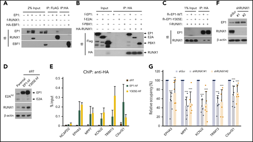 RUNX1 interacts directly with and mediates the DNA binding of E2A-PBX1. (A) Co-IP assays showing an interaction between E2A-PBX1 and RUNX1, but not EBF1, in transfected HEK293T cells. Immunoprecipitations were conducted with anti-FLAG or anti-HA beads, and bound proteins were visualized by immunoblotting with indicated antibodies. (B) Direct RUNX1 interactions with E2A-PBX1, E2A, and PBX1. Immunoprecipitation with purified proteins and anti-HA antibody followed by immunoblotting with indicated antibodies. (C) Co-IP assay showing RUNX1 binding to E2A-PBX1 WT and to a DNA-binding defective Y305E mutant. (D) Immunoblot showing the expression of exogenous EP1-hf and RUNX1 in stable 697 cells expressing E2A-PBX1 WT or Y305E mutant. (E) ChIP-qPCR of E2A-PBX1 WT or Y305E mutant at enhancers of indicated genes in stable 697 lines. (F) Immunoblot of endogenous E2A-PBX1 and RUNX1 in shScr- or shRUNX1-treated 697 lines. (G) ChIP-qPCR of E2A-PBX1 (HA) at enhancers of indicated genes in stable 697 line treated with shScr or shRUNX1. ChIP signals (y-axis) from 3 independent experiments, with 2 or 3 replicates, were compared with control (Scramble) and are presented as mean ± standard deviation (SD).