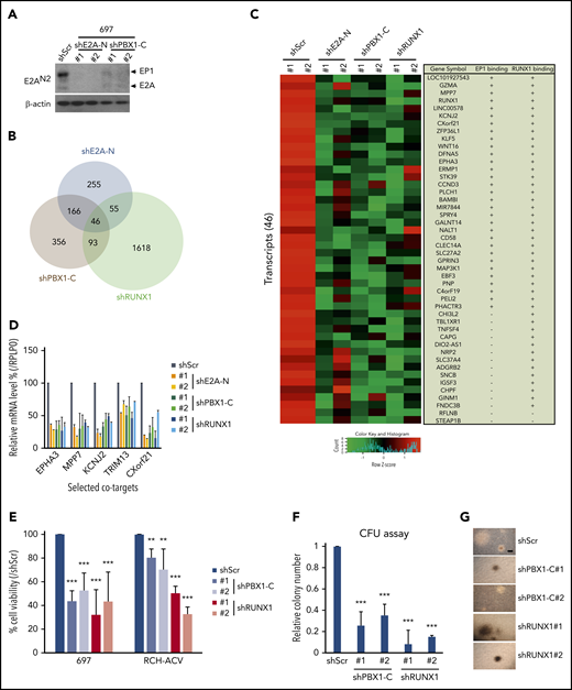 RUNX1 and E2A-PBX1 coregulate a subset of genes and are both required for cell growth in E2A-PBX1–positive leukemic lines. (A) Immunoblot of E2A/E2A-PBX1 in the 697 line treated with shScr, shE2A-N, or shPBX1-C. Actin was used as the loading control. (B) Venn diagram showing the overlap of downregulated genes, relative to Scramble, in the 697 line treated with shE2A-N (#1), shPBX1-C (#1), or shRUNX1 (#1). (C) Heatmap of RNA-seq results for 2 experiments with 2 differentially designed shRNAs (#1 and #2) revealing a subset of genes that are downregulated in either the E2A-PBX1 (by shE2A-N or shPBX1-C) or RUNX1-depleted 697 line. The gene symbols and binding by E2A-PBX1 and RUNX1 are denoted on the right. (D) RT-qPCR assays showing the relative mRNA levels of indicated genes in the 697 cell line treated with Scramble, shE2A-N, shPBX1-C, or shRUNX1. Depletion of E2A-PBX1 and RUNX1 reduces cell growth (E) and colony formation (F). Cell growth and colony numbers were determined after the shRNA-mediated knockdown. Data are presented as relative to Scramble-treated cells. Statistics by Student t test. **P < .01; ***P < .001. (G) Images of representative colonies from indicated treatments in panel F. Scale bar, 0.5 mm.
