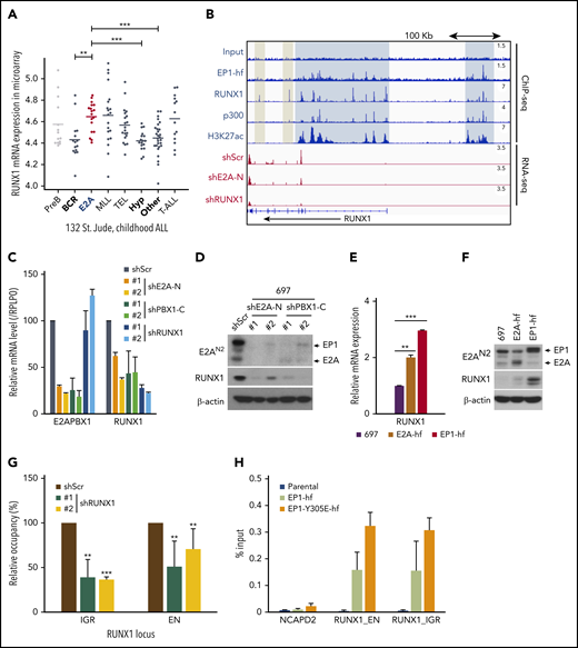 E2A-PBX1 directly binds to and activates the RUNX1 gene. (A) RUNX1 is significantly upregulated in E2A-PBX1+ and MLL-rearranged B-ALL. The expression levels of RUNX1 in different subtypes of B-ALL patients are shown. Data are from St. Jude Children's Research Hospital, n = 132 B-ALL patients.59 Statistics by two-sided Wilcoxon test. **P < .01; ***P < .001. (B) RUNX1 is a direct target of E2A-PBX1. ChIP-seq profiles (upper) of indicated factors at the RUNX1 locus. Blue bars denote the colocalization of E2A-PBX1 (EP1-hf), RUNX1 and p300, and associated H3K27 acetylation; gray bars denote the lack of active marks in the RUNX1-binding regions. RNA-seq profiles (bottom) reveal the reduction of RUNX1 expression in the 697 cell line treated with shE2A-N and shRUNX1. (C) RT-qPCR assays showing the mRNA levels of E2A-PBX1 and RUNX1 in the 697 cell line treated with shScr, shE2A-N, shPBX1-C, or shRUNX1. (D) Immunoblot of E2A/E2A-PBX1 (with E2AN2 antibody) and RUNX1 in the 697 cell line treated with shScr, shE2A-N, or shPBX1-C. Actin was used as the loading control. (E-F) RUNX1 is upregulated by ectopic E2A-PBX1. RT-qPCR (E) and immunoblot (F) showing the expression of RUNX1 in the stable 697 cell line inducibly expressing E2A or E2A-PBX1. Total RNA or cell lysates were collected 24 hours’ postinduction. (G) ChIP-qPCR of E2A-PBX1 (HA) at upstream (EN) and intragenic (IGR) enhancers of the RUNX locus in the stable 697 cell line treated with shScr or shRUNX1. ChIP signals (y-axis) from 3 independent experiments were compared with control (Scramble) and are presented as mean ± SD. Statistics by Student t test. **P < .01; ***P < .001. (H) ChIP-qPCR of WT and Y305E E2A-PBX1 (HA) at enhancers of the RUNX1 locus in stable 697 cell lines. The NCAPD2 locus was used as a negative control for E2A-PBX1 binding. ChIP signals (y-axis) from 3 independent experiments are presented as mean ± SD.