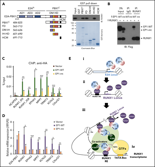 RUNX1 interaction is essential for E2A-PBX1–enhanced gene activation. (A) Schematic of PBX1 domains (left). GST pull-down assays (right) showing direct RUNX1 binding by the IH-HD domain of C-terminal region of PBX1 (PBX1C). (B) Co-IP assay showing RUNX1 binding to WT but not the IH-HD domain-deleted (mt) E2A-PBX1. (C) ChIP-qPCR with anti-HA at enhancers and (D) RT-qPCR of indicated genes in 697 cells transduced by lentivirus expressing WT or IH-HD–deleted (dIH-HD) E2A-PBX1. The NCAPD2 locus was used as a negative control for E2A-PBX1 binding. Data from 3 independent experiments are presented as mean ± SD. Statistics by Student t test. *P < .05; **P < .01; ***P < .001. (E) Model for the coactivator function of E2A-PBX1 in regulating the expression of RUNX1 and RUNX1 programs in pre–B-ALL. Based on previous and current results, the following working model for E2A-PBX1–mediated gene activation is proposed: (i) the E2A-PBX1 fusion protein is expressed under the control of the E2A promoter; (ii) E2A-PBX1, by interaction with RUNX1, is recruited to the RUNX1 locus and sustains high-level expression of RUNX1; (iii) RUNX1 mediates recruitment of E2A-PBX1, which in turn recruits p300 through E2A AD1/2-p300 KIX domain interactions and TFIID through E2A-AD3-TFIID TAF4 interactions; and (iv) these interactions, and potentially other cofactor interactions of E2A-PBX1 and/or RUNX1, enhance expression of a subset of RUNX1 targets that lead to leukemogenesis. DM, dimerization domain; GTFs, general transcription factors; HCM, Hox cooperative motif; HD, homeodomain; IH, inhibitory helix.