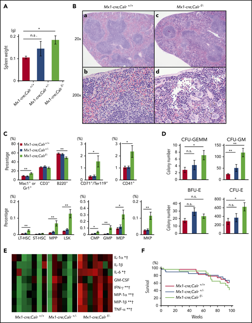 Extramedullary hematopoiesis in the spleen of Calr-deficient mice. (A) Spleen weight of 4- to 6-month-old mice. Mx1-cre;Calrf/− mice (n = 13) exhibited splenomegaly compared with Mx1-cre;Calr+/+ mice (n = 9). On the other hand, no difference was found between Mx1-cre;Calr+/− mice (n = 10) and Mx1-cre;Calr+/+ mice. (B) Histology of the spleen. The spleen was stained with hematoxylin and eosin at 6 months of age. (Ba,c) The margin of white pulp is obscured in Mx1-cre;Calrf/− mice compared with Mx1-cre;Calr+/+ mice (original magnification ×20). (Bb,d) Infiltration of myeloid cells such as megakaryocytes, erythroblasts, and granulocytes is clearly observed in the spleen of Mx1-cre;Calrf/− mice (original magnification ×200). These findings were not apparent in the spleen of Mx1-cre;Calr+/− mice (not shown). (C) Proportions of myeloid cells (Mac1+ or Gr1+), T cells (CD3+), B cells (B220+), erythroid cells (CD71+ and Ter119+), and megakaryocytes (CD41+) in the spleen (top). In spleens of Mx1-cre;Calrf/− mice (n = 13), B cells were decreased, whereas erythroblasts, megakaryocytes, and granulocytes were increased compared with Mx1-cre;Calr+/+ mice (n = 8). No difference was found between Mx1-cre;Calr+/− mice (n = 9) and Mx1-cre;Calr+/+ mice. Proportions of HSCs and progenitors in the spleen (bottom). Compared with Mx1-cre;Calr+/+ mice, Mx1-cre;Calrf/− mice showed increased frequencies of LT-HSC, MPPs, LSK cells, common myeloid progenitors, GMPs, erythromegakaryocyte progenitors, and megakaryocyte progenitors (MKPs). No differences were found in the frequencies of any progenitors between Mx1-cre;Calr+/+ mice and Mx1-cre;Calr+/− mice. (D) Number of hematopoietic colonies per 105 spleen cells. The proportions of CFU-GEMMs, CFU-GMs, and CFU-Es were higher in Mx1-cre;Calrf/− mice (n = 12) than in Mx1-cre;Calr+/+ mice (n = 9). In the spleen of Mx1-cre;Calr+/− mice (n = 10), only CFU-GMs were mildly increased. (E) Heat maps comparing cytokines levels in plasma from Mx1-cre;Calr+/+ (n = 7), Mx1-cre;Calr+/− (n = 6), and Mx1-cre;Calrf/− (n = 7) mice. The levels are shown by the color gradient from green (low levels) to red (high levels). *P < .05; **P < .01 vs Mx1-cre Calr+/+; †P < .05 vs Mx1-cre Calr+/−. (F) Kaplan-Meier plot of Mx1-cre;Calr+/+, Mx1-cre;Calr+/−, and Mx1-cre;Calrf/− mice (n = 30 in each group). All data are presented as the means ± SEM. To assess statistical significance among groups, 1-way ANOVA followed by the Tukey–Kramer test was used. *P < .05; **P < .01 (A,C,D); n.s., not significant.