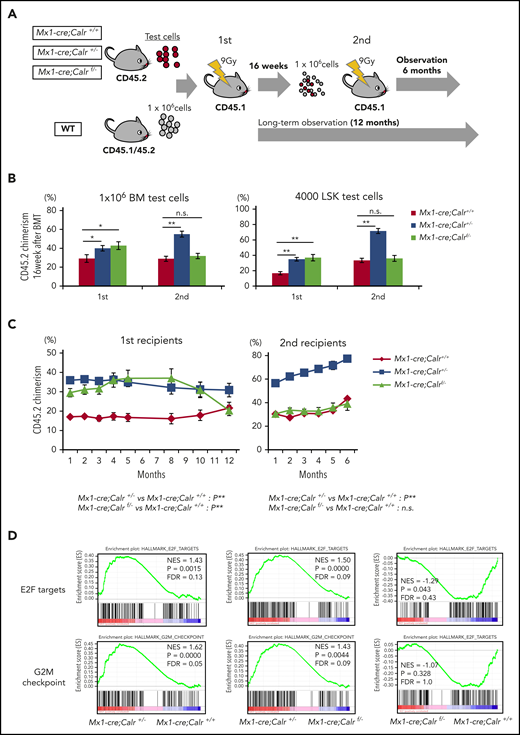 Calr haploinsufficiency confers hematopoietic stem cells with a clonal advantage over WT cells. (A) Schematic depiction of the competitive and serial repopulation assay. Test cells (1 × 106 unpurified BM cells or 1 × 103 sorted LSK cells) (B6-CD45.2) and 1 × 106 unpurified wild-type (WT) BM competitor cells (B6-CD45.1/45.2) were transplanted into lethally irradiated recipients (B6-CD45.1; n = 14 in each group), and then 1 × 106 BM cells (harvested from 2 of those recipients) were transplanted into a second set of lethally irradiated WT recipients (B6-CD45.1; n = 14 in each group). Observation was continued for 12 months of mice not used for cell transplantation. Donor chimerism was calculated as CD45.2/(CD45.2 + CD45.1/45.2). (B) The percent chimerism of donor-derived CD45.2 cells in PB at 16 weeks after the first and second transplantations is shown. (C) The percent chimerism of donor cells was recorded for 12 months in primary recipients (n = 12 in each group) and for 6 months in secondary recipients (n = 14 in each group). (D) Results of GSEA analysis for Mx1-cre;Calr+/+, Mx1-cre;Calr+/−, and Mx1-cre;Calrf/− LSK cells isolated from recipient mice at 12 weeks after BM transplantation. In hallmark gene sets, E2F target genes and G2M checkpoint genes were significantly enriched in Mx1-cre;Calr+/− LSK cells compared with Mx1-cre;Calr+/+ and Mx1-cre;Calrf/− LSK cells. All data are presented as the means ± SEM. To assess statistical significance among groups, 1-way ANOVA followed by the Tukey–Kramer test was used (B). For comparison of chimerism over time, ANOVA with repeated measures was used (C). *P < .05; **P < .01; n.s., not significant.