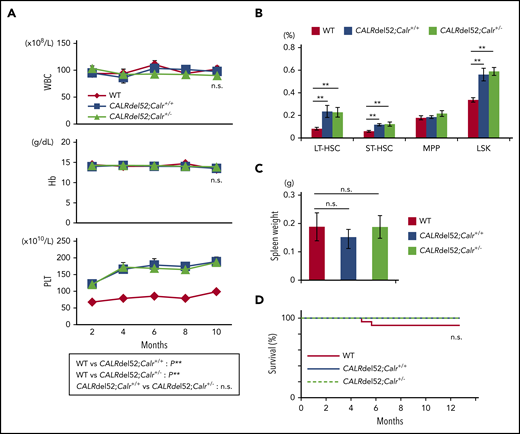 Calr haploinsufficiency does not affect disease severity in CALRdel52;Calr+/+ mice. (A) Average complete blood cell counts (n = 21 in each group). Both CALRdel52;Calr+/+ mice and CALRdel52;Calr+/− mice developed thrombocytosis, and the degree of the increase was equivalent. (B) Proportions of HSCs and progenitors in BM. Compared with WT mice, increases in HSCs and hematopoietic progenitor cells were observed in both groups of mice, and the degree of the increase was equivalent. (C) Spleen weight of 4- to 6-month-old mice (n = 11-12 in each group). No difference was found in the spleen weight among the 3 groups of mice. (D) Kaplan-Meier plot of WT, CALRdel52;Calr+/+, and CALRdel52;Calr+/− mice (n = 21 in each group). All data are presented as means ± SEM. Statistical analyses of survival were performed with the log-rank test. To assess statistical significance among groups, 1-way ANOVA followed by the Tukey–Kramer test was used. *P < .05; **P < .01; n.s., not significant.