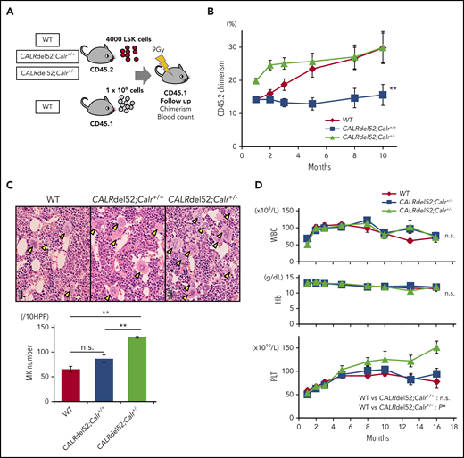 Calr haploinsufficiency restores the functions of hematopoietic stem cells impaired by the CALRdel52 mutation. (A) Competitive repopulation assay. LSK cells (1 × 103 cells) sorted from WT mice, CALRdel52;Calr+/+ mice, and CALRdel52;Calr+/− mice (B6-CD45.2) together with 1 × 106 WT unpurified BM competitor cells (B6-CD45.1) were transplanted into lethally irradiated recipients (B6-CD45.1). Donor chimerism was calculated as CD45.2/(CD45.1 + CD45.2). (B) The percentage of chimerism of donor cells was recorded for 10 months (n = 14 in each group). (C) BM histopathology and megakaryocyte number. Megakaryocytes in BM were significantly increased in CALRdel52;Calr+/− mice (n = 5) compared with WT (n = 4) and CALRdel52;Calr+/+ (n = 5) mice (bars represent 20 μm). (D) Average complete blood cell counts (n = 14 in each group). (A-B) For comparison of hematologic values over time, ANOVA with repeated measures was used. (C) One-way ANOVA followed by the Tukey-Kramer test was used to assess the number of megakaryocytes among groups. *P < .05; **P < .01; n.s., not significant.