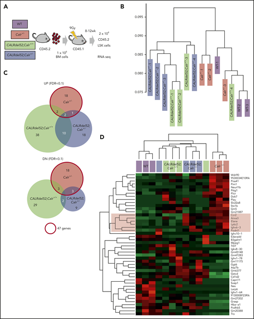 Gene expression changes due to Calr haploinsufficiency and the CALRdel52 mutant. (A) Cell collection conditions in RNAseq experiments. Unpurified BM cells (1 × 106; B6-CD45.2) were transplanted into lethally irradiated recipients (B6-CD45.1; n = 9-12 in each group). At 8 to 12 weeks after transplantation, 2 × 104 CD45.2+ LSK cells were sorted from BM cells pooled from 3 recipient mice and used as a sample for RNAseq analysis. We prepared a total of 14 samples: 3 WT, 3 Calr+/−, 4 CALRdel52;Calr+/+, and 4 CALRdel52;Calr+/−. (B) Unsupervised hierarchical clustering of the global gene expression signatures. (C) Venn diagram depicting differentially expressed genes in LSK cells from Calr+/−, CALRdel52;Calr+/+, and CALRdel52;Calr+/− mice relative to WT controls (false discovery rate <0.1). Forty-seven genes were differentially expressed (23 upregulated and 24 downregulated) in Calr+/− mice. (D) Hierarchical clustering of expression profiles of these 14 samples according to the 47 genes differentially expressed in Calr+/− mice. Genes (rows) and genotypes (columns) with dendrograms are shown. Dendrograms were constructed using Pearson correlation. This analysis distinguished the 4 genotypes relatively clearly. The second cluster of genes was upregulated in Calr+/− mice and CALRdel52;Calr+/− mice and was clearly downregulated in WT and CALRdel52;Calr+/+ mice (colored with red). (E) Result of GSEA analysis showing enrichment of the stem cell signature29 in CALRdel52;Calr+/− LSK cells compared with CALRdel52;Calr+/+ LSK cells. (F) GSEA results using hallmark gene sets for CALRdel52;Calr+/− and CALRdel52;Calr+/+ LSK cells. Heatmap shows the normalized enrichment score (NES) of significantly altered gene sets in CALRdel52;Calr+/− cells compared with CALRdel52;Calr+/+ cells (false discovery rate q value <0.25 or normalized P value <.05). Positive ES (red) indicates that the gene set was enriched in CALRdel52;Calr+/− LSK cells, and negative ES (blue) indicates that the gene set was de-enriched in CALRdel52;Calr+/− LSK cells. Result of GSEA analysis gene sets highlighted in blue or red are shown