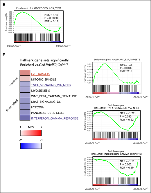 Gene expression changes due to Calr haploinsufficiency and the CALRdel52 mutant. (A) Cell collection conditions in RNAseq experiments. Unpurified BM cells (1 × 106; B6-CD45.2) were transplanted into lethally irradiated recipients (B6-CD45.1; n = 9-12 in each group). At 8 to 12 weeks after transplantation, 2 × 104 CD45.2+ LSK cells were sorted from BM cells pooled from 3 recipient mice and used as a sample for RNAseq analysis. We prepared a total of 14 samples: 3 WT, 3 Calr+/−, 4 CALRdel52;Calr+/+, and 4 CALRdel52;Calr+/−. (B) Unsupervised hierarchical clustering of the global gene expression signatures. (C) Venn diagram depicting differentially expressed genes in LSK cells from Calr+/−, CALRdel52;Calr+/+, and CALRdel52;Calr+/− mice relative to WT controls (false discovery rate <0.1). Forty-seven genes were differentially expressed (23 upregulated and 24 downregulated) in Calr+/− mice. (D) Hierarchical clustering of expression profiles of these 14 samples according to the 47 genes differentially expressed in Calr+/− mice. Genes (rows) and genotypes (columns) with dendrograms are shown. Dendrograms were constructed using Pearson correlation. This analysis distinguished the 4 genotypes relatively clearly. The second cluster of genes was upregulated in Calr+/− mice and CALRdel52;Calr+/− mice and was clearly downregulated in WT and CALRdel52;Calr+/+ mice (colored with red). (E) Result of GSEA analysis showing enrichment of the stem cell signature29 in CALRdel52;Calr+/− LSK cells compared with CALRdel52;Calr+/+ LSK cells. (F) GSEA results using hallmark gene sets for CALRdel52;Calr+/− and CALRdel52;Calr+/+ LSK cells. Heatmap shows the normalized enrichment score (NES) of significantly altered gene sets in CALRdel52;Calr+/− cells compared with CALRdel52;Calr+/+ cells (false discovery rate q value <0.25 or normalized P value <.05). Positive ES (red) indicates that the gene set was enriched in CALRdel52;Calr+/− LSK cells, and negative ES (blue) indicates that the gene set was de-enriched in CALRdel52;Calr+/− LSK cells. Result of GSEA analysis gene sets highlighted in blue or red are shown