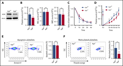Thrombocytopenia in Agk−/− mice due to impairment of platelet biogenesis. (A) AGK levels were tested in platelets of Agkf/f and Agk−/− mice by western blot analysis. (B) Platelet, RBC, and WBC counts in Agkf/f and Agk−/− mice (n = 12; ***P < .001). (C) Platelet survival was measured after tail IV injection of Sulfo-NHS-LC-Biotin (n = 3). (D) Platelets were first eliminated by tail IV injection of anti-CD42b (2 µg/g), and then platelet counts were monitored with a HEMAVET automated hematologic analyzer at different time points (n = 6; **P < .01, ***P < .001). (E) Platelet apoptosis was measured by annexin V staining using flow cytometry (n = 3). (F) Reticulated platelets were measured by thiazole orange staining using flow cytometry (n = 9; **P < .01). ns, not significant; SSC, side scatter.