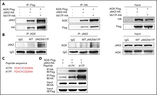 Peptide 617F (YGVCFCGDENI) facilitates the binding of AGK and JAK2. (A) Coimmunoprecipitation of the lysates of HEK293T cells transfected with AGK-Flag and JAK2-HA/JAK2-V617F-HA using HA beads or Flag beads. (B) Immunoprecipitation of the lysates of platelet from WT mice and JAK2V617F mice with anti-AGK or anti-JAK2 antibodies. (C) Sequences of peptides 617V and 617F. (D) Coimmunoprecipitation of the lysates of HEK293T cells transfected with AGK-Flag and JAK2-HA and incubated with or without peptide 617F/617V using HA beads or Flag beads. IB, immunoblot.
