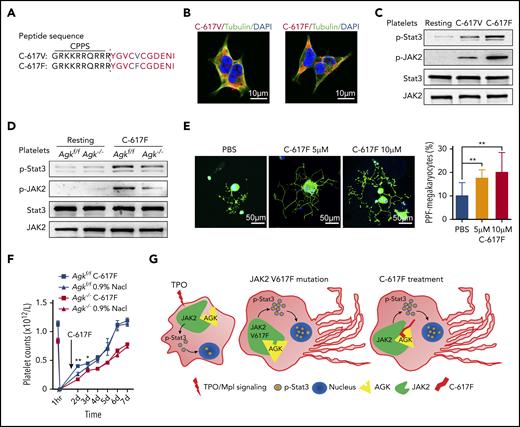 Peptide C-617F accelerates megakaryocyte PPF. (A) Sequences of C-617V and C-617F peptides with N-terminal CPPs. (B) Immunofluorescence images of α-tubulin in HEK293T cells treated with TAMRA-labeled C-617F or TAMRA-labeled C-617V. Scale bars, 10 μm. (C) Immunoblot analysis of Stat3 and JAK2 phosphorylation levels in platelets incubated with or without 10 μM peptide C-617F/C-617V for 20 minutes at 37°C. (D) Immunoblot analysis of Stat3 phosphorylation levels in WT or AGK-null platelets incubated with or without 10 μM peptide C-617F for 20 min at 37°C. (E) Immunofluorescence images of fetal liver–derived megakaryocytes stimulated with PBS, 5 μM peptide C-617F, or 10 μM peptide C-617F and stained with α-tubulin antibodies (Alexa Fluor 488) and DAPI. Scale bars, 50 μm. Statistics for the PPF-megakaryocytes/total megakaryocytes among megakaryocytes stimulated with PBS, 5 μM peptide C-617F, or 10 μM peptide C-617F are shown (n = 10, **P < .01). (F) Platelets of Agkf/f and Agk−/− mice were eliminated by tail IV injection of anti-CD42b (2 µg/g). BM injection of the peptide C-617F (20 µg/g) was carried out 36 hours later, and platelet counts were monitored with a HEMAVET automated hematologic analyzer at different time points (n = 3; *P < .05, **P < .01). (G) Schematic of peptide 617F-mediated augmentation of JAK2/Stat3 signaling resulting from increased interaction between AGK and JAK2 in megakaryocytes.