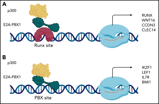 E2A-PBX1 binds and activates genes through RUNX1-dependent and independent mechanisms. (A) E2A-PBX1 binds through RUNX1 and activates growth promoting genes, including WNT16 and RUNX1 itself. (B) E2A-PBX1 can directly bind and activate genes relevant to B-cell transformation, such as IZKF1. Although the RUNX-dependent pathway appears to be sufficient for transformation in vitro, full activity requires both mechanisms.