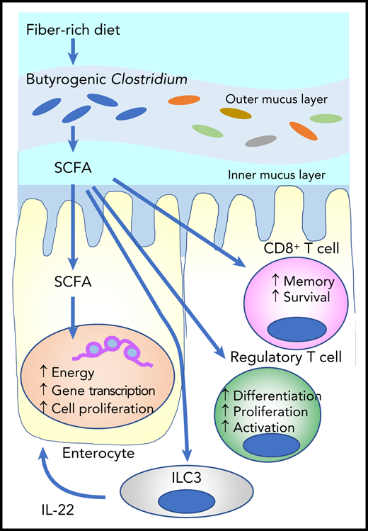 SCFAs such as butyrate are derived from fermentation of dietary fibers by SCFA-producing microbiota such as Clostridium. Butyrate provides the majority of the energy for enterocytes and promotes gene transcription and cell proliferation. It stimulates innate lymphoid cells (ILC3s) to produce interleukin-2 (IL-22), which enhances intestinal stem cell proliferation and differentiation. Butyrate also stimulates regulatory T-cell generation and activation, as well as effector T-cell functions.