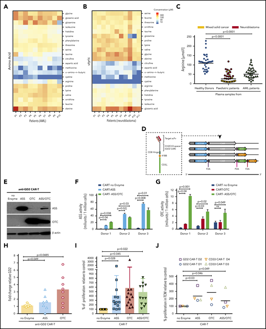 Insertion of ASS and OTC enzymes enhances CAR-T cell proliferation in vitro. Biochrom amino acid analysis of (A) AML (n = 10) and (B) neuroblastoma (n = 11) plasma samples revealing low concentrations of arginine, cysteine, methionine, a-amino-n-butyric, aspartic acid, citrulline, and taurine at diagnosis. (C) Plasma arginine levels at diagnosis are significantly lower than healthy controls in AML and solid pediatric cancer patients. (D) Schematic of CAR-T constructs containing the basic anti-XX-CAR scFv-CD8 hinge-41BB-CD3ζ in concert with ASS or OTC or ASS+OTC enzyme. A truncated CD34 is expressed for CAR-T identification and purification. (E) Western blot of ASS and OTC expression, with β-actin control, in control and modified anti-GD2-CAR-T cells posttransduction and expansion. (Representative of n = 7.) (F) ASS enzyme activity, measured by citrulline catabolism, is increased in ASS expressing CAR-T cells compared with controls. (G) OTC enzyme activity, measured by citrulline production, is increased in OTC expressing CAR-T cells compared with controls. (H) Highest proliferation of 2.5 × 106 modified anti-GD2-Jurkat CAR-T cell line following engraftment into NOG-SCID mice treated with recombinant human arginase (BCT-100, daily 50 mg/kg IV). (I) Proliferation of modified human CAR-T cells is significantly increased in low arginine media conditions, in vitro, as measured by flow cytometry after 72 hours. (J) Proliferation of modified anti-GD2 or anti-CD33-CAR-T cells is significantly increased in neuroblastoma (LAN-1 neuroblastoma or K562 AML, 72-hour conditioned supernatants) conditions, in vitro as measured by flow cytometry after 72 hours. (K) Expansion of modified CAR-T cells is enhanced in low arginine vs excess arginine (RPMI10%) conditions as measured by flow cytometry after 72 hours. (L) Liquid chromatography mass spectometry analysis of modified CAR-T cells after proliferation in low arginine conditions (72 hours) compared with each modified version. Heatmap demonstrating metabolomic changes in arginine and proline metabolism, pyrimidine metabolism, and purine metabolism pathways.