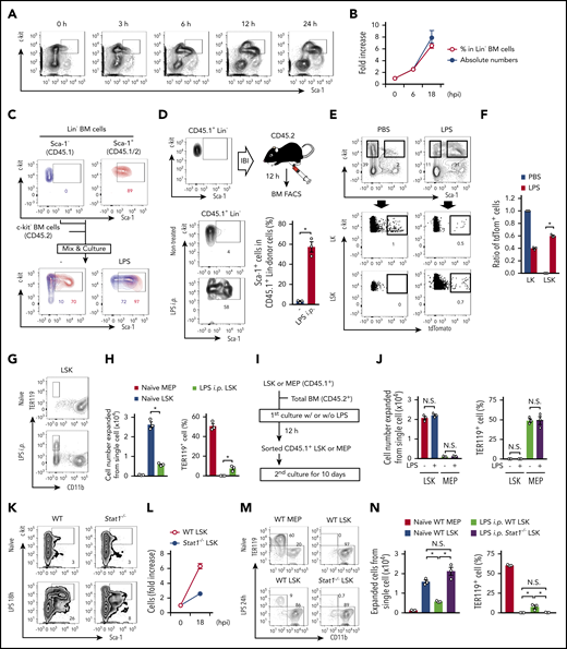 Sca-1 upregulation skews the apparent numbers and functions of hematopoietic progenitors. (A) Time-course analysis for FCM of Lin− BM cells after LPS treatment. (B) Number and frequencies of LSKs after LPS treatment; n = 3 per time-point. hpi, hours postinjection. (C) Ex vivo cultures of LKs and LSKs under LPS stimulation. LKs and LSKs were sorted from naive CD45.1+ and CD45.1+/CD45.2+ mice, respectively. These cells were mixed and cultured with c-kit− BM cells (CD45.2+) in the absence or presence of LPS (100 ng/mL) for 12 hours, and Sca-1 upregulation was assessed by FCM. (D) Evaluation of Sca-1 upregulation on LKs in vivo. LKs obtained from naive CD45.1+ mice were directly injected into the BM of CD45.2+ mice, and then LPS (5 mg/kg) was injected into the mice. Twelve hours after LPS injection, Sca-1 expression on CD45.1+ donor cells was examined in nontreated (n = 5) and LPS-injected (n = 3) mice. IBI, intra-BM injection. (E-F) Tracing of CX3CR1+ LKs in vivo. Two days after tamoxifen treatment (2 mg/mouse) in Cx3cr1-CreER/tdTom mice, LPS (5 mg/ kg) or PBS was injected as shown in supplemental Figure 1E. Twelve hours after LPS treatment, the frequencies of tdTomato+ cells in LKs and LSKs were examined. Representative FCM plots and statistical analysis are shown in panels E and F, respectively; n = 3 per group. (G-H) MEPs and LSKs obtained from mice before or 24 hours after the injection of LPS (5 mg/kg) were cultured in methylcellulose medium for 10 days, and cell expansion and TER119+ cell generation were evaluated by FCM. Representative FCM plots and statistical analysis are shown in panels G and H, respectively; n = 3 per group. i.p., intraperitoneal. (I-J) MEPs and LSKs isolated from the BM of naïve CD45.1+ mice were stimulated with LPS (100 ng/mL) as shown in panel I. Cultured CD45.1+ cells were sorted and cultured in methylcellulose medium for 10 days, and cell expansion and TER119+ cell generation were assessed by FCM; n = 3 per group. (K-L) Increase in population sizes for LSKs in WT and Stat1−/− mice before and 18 hours after the LPS injection (5 mg/kg); n = 3 per time-point. Representative FCM plots are shown in (K). (M-N) Evaluation of capacities in LSKs from Stat1−/− mice. MEPs and/or LSKs were isolated from the BM of WT or in Stat1−/− mice before and/or after the injection of LPS (5 mg/kg). Cells were cultured in methylcellulose medium for 10 days and the capacities to expand and generate TER119+ cells were examined by FCM; n = 3 per group. The numbers on FCM plots indicate frequencies of gated populations. *P < .05, N.S., not significant; Student t test (D) or 1-way ANOVA (F, H, J, and N). Data are representative of 2 (C-F and J-N) or 3 (A, B, G, and H) independent experiments (error bars in panels B, D, F, H, J, L, and M represent SEM).