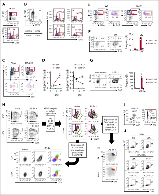 CD86 as an alternative marker for Sca-1. (A) Expression of CD86 on LKs and LSKs at steady state. (B) Expression of CD86 on LKs, LT-HSCs, short-term HSCs (ST-HSC), MPP2, and MPP3/MMP4 in naive WT mice was examined by FCM. (C) Expression of Sca-1 on L86Ks and CD86− LKs before and 24 hours after the LPS injection. (D) Kinetic analysis of cell numbers for LSKs, L86Ks, Sca-1− LKs, and CD86− LKs before and 6 and 18 hours after LPS treatment; n = 3 per group. (E) Evaluation of Sca-1 expression in CD86− LKs or L86Ks in WT and Stat1−/− mice 18 hours after LPS treatment. Sca-1 expression of CD86− LKs (blue) and L86Ks (red) in the left panels are shown in the right panels. (F) Evaluation of Sca-1 and CD86 upregulation by an ex vivo culture system. Lin−c-kit+Sca-1−CD86− BM cells were isolated from naive CD45.2+ mice and cocultured with total BM cells (CD45.1+) in the absence or presence of LPS (100 ng/mL) for 12 hours. Statistical evaluation is shown in the right panel. (G) Evaluation of CD86 upregulation in vivo. Lin−c-kit+Sca-1−CD86− BM cells isolated from the BM of naive CD45.2+ mice were directly injected into the BM of CD45.1+ mice. Twelve hours after LPS injection, the expression of Sca-1 and CD86 on CD45.2+ donor cells was examined. Statistical evaluation is shown in the right panel. (H) t-SNE analysis for LSK and L86Ks before and 24 hours after LPS injection. LSKs and L86Ks were divided into 3 groups (blue, red, and green) based on the distribution on t-SNE plots (i). The expression patterns of CD34 and FcγR (ii) or Sca-1 (iii) were assessed. (I) Expression of Flt3 on MEPs, CMPs, and GMPs in naive conditions. (J) Frequencies of Flt3+CD34+ cells in LKs, LSKs, and/or L86Ks before and/or 24 hours after LPS treatment. The numbers on FCM plots indicate frequencies of gated populations. *P < .05, 1-way ANOVA (F and G). Data are representative of 2 (E-J) or 3 (A-D) independent experiments (error bars in panels D, F, and G represent SEM).