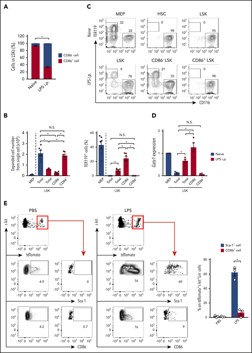 CD86+ LSKs do not show a LK signature. (A) Ratio between CD86− and CD86+ cells in LSKs before and 24 hours after LPS treatment; n = 3 per group. (B-C) MEPs and LSKs were isolated from naive mice, and LSKs, CD86− LSKs, and CD86+ LSKs were isolated from mice 24 hours after the LPS injection. These cells were cultured in methylcellulose medium for 10 days, and cell expansion and TER119+-cell generation were assessed by FCM. Statistical analyses are shown in panel B; n = 6 per group. (D) Gata1 mRNA expression in LKs, LSKs, CD86− LSKs, and CD86+ LSKs before and after LPS treatment. Cells were isolated from the BM of WT mice before and/or 24 hours after LPS treatment, and gene expression was evaluated by real-time polymerase chain reaction (PCR); n = 4 per group. (E) Tracing Cx3cr1-expressing cells after LPS treatment. Two days after tamoxifen treatment (2 mg/mouse) in Cx3cr1-CreER/tdTom mice, LPS (5 mg/ kg) or PBS was injected as shown in supplemental Figure 1E. Twelve hours after LPS treatment, frequencies of Sca-1+ or CD86+ cells in tdTomato+ cells were examined. Representative FCM plots of Lin−c-kit+ BM cells and statistical analysis are shown in the left and right panels, respectively; n = 3 per group. The numbers on FCM plots indicate the frequencies of the gated populations. N.S., not significant. P > .05; *P < .05, χ2 test (A) or 1-way ANOVA (C-E). Data are representative of 2 independent experiments (A-C) or 3 independent experiments (D and E) (error bars in panels A, C, and E represent SEM).