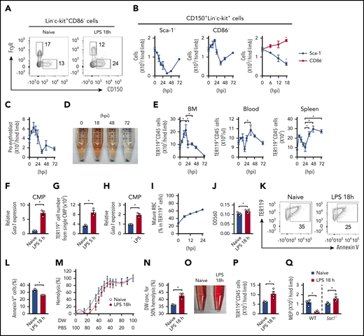 Analysis based on CD86 expression identifies the activation of erythropoiesis early after infection. (A) Population sizes of MEPs (CD150+FcγR− LKs) and GMPs (CD150−FcγRhigh LKs) before and 18 hours after LPS treatment (5 mg/kg). Representative FCM plots of the Lin−c-kit+CD86− fraction are shown. (B) Kinetic analysis of CD150+ cells (MEPs) in the Lin−c-kit+Sca-1− (left panel) and Lin−c-kit+CD86− fractions (middle panel) during the 72 hours after LPS treatment. Data during the first 18 hours (shown in left and middle panels) were merged in the right panel (numbers of MEPs in the Lin−c-kit+Sca-1− and Lin−c-kit+CD86− fractions are shown as black and red lines, respectively); n = 3 per time point. (C) Kinetic analysis of the number of proerythroblasts (CD71+TER119int) during the 72 hours after LPS treatment; n = 3 per time point. (D) Representative image of hemolysates of the BM before and after LPS treatment. (E) Kinetic analysis of TER119+CD45− erythrocytes in the BM (left panel), blood (middle panel), and spleen (right panel) after LPS treatment; n = 3 per time-point. (F) Gata1 mRNA expression in CMPs obtained before and 5 hours after LPS treatment. Gene expression was examined by real-time PCR; n = 3 per group. (G) CMPs, isolated as in panel F, were cultured in methylcellulose medium for 10 days, and the number of TER119+ cells generated was examined by FCM; n = 3 per group. (H) Gata1 mRNA expression in CMPs stimulated with LPS. CMPs were isolated from naive CD45.1+ mice and cocultured with CD45.2+ total BM cells in the absence or presence of LPS (100 ng/mL) for 12 hours. CD45.1+ CMPs were sorted again, and gene expression was examined by real-time PCR; n = 3 per group. (I) Kinetics for the frequency of mRBCs (CD45−TER119+CD71−FSClow) in TER119+ cells after LPS treatment; n = 3 per time-point. (J) Relative amount of hemoglobin in mRBCs obtained before and 18 hours after LPS treatment. The amount of hemoglobin was evaluated by measuring the optical density (OD)560 of the hemolysates; n = 5 per group. (K-L) mRBCs were isolated from the BM of WT mice before and 18 hours after LPS treatment and were cultured in 20% FBS-containing RPMI medium for 48 hours. The cells were harvested, and the ratio of Annexin V+ apoptotic cells was examined by FCM. Representative FCM plots are shown in panel L; n = 3 per group. (M-N) TER119+CD45− erythrocytes were isolated from the BM before and 18 hours after LPS treatment and incubated with the indicated concentration of PBS for 30 minutes. Hemolysis was evaluated by measuring the OD560 of the supernatants. Data are statistically analyzed in panel N. DW, distilled water. (O-Q) Activation of erythropoiesis in Stat1−/− mice after LPS treatment. Representative image of hemolysates (O) and the numbers of erythrocytes (P) and MEPs (Q) in WT and/or Stat1−/− mice before and 18 hours after LPS treatment. The numbers on FCM plots indicate the frequencies of the gated populations. *P < .05, Student t test (F-H, J, L, N, P, and Q) or 1-way ANOVA (D and E). Data are representative of 2 (F-H and K-Q) or 3 (A-E and I) independent experiments or from 2 independent experiments (J). Error bars in panels B, C, E-H, and J-N represent SEM.
