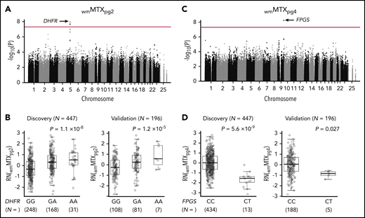 GWASs identified DHFR and FPGS variants associated with MTX polyglutamates. (A) A total of 1 495 495 SNPs were tested for associations with wmMTXpg2 in 447 patients with ALL enrolled in the NOPHO ALL2008 protocol. The association P value is plotted on the y-axis against the respective chromosomal positions of each SNP on the x-axis. The red line indicates genome-wide significance (P = 5 × 10−8). DHFR loci are shown by the black arrow. (B) An allele at rs1382539 in DHFR was associated with increased levels of wmMTXpg2 in the discovery and validation cohorts. (C) Another GWAS was performed with wmMTXpg4 as the phenotype of interest, and FPGS loci (black arrow) reached genome-wide significance. (D) In the discovery cohort, wmMTXpg4 levels were significantly lower in patients who had the CT genotype at rs35789560 in FPGS than in those with the WT (CC) genotype. This trend was also confirmed in the validation cohort. (B,D) P values were estimated by linear regression, with adjustment for sex and risk group. Each box includes data between the 25th and 75th percentiles, with the horizontal line indicating the median. RN, rank normalized.