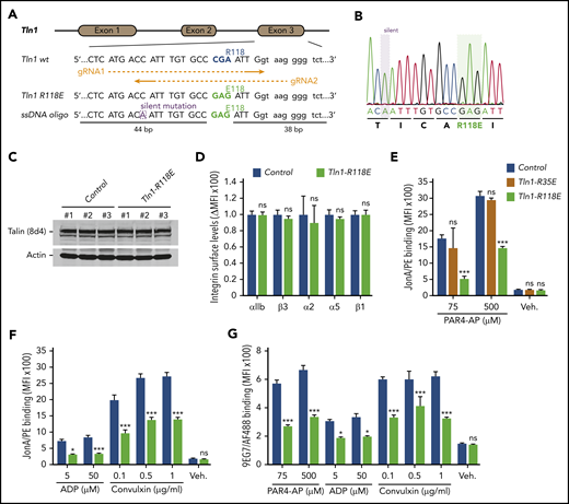 Rap1 binding to talin-1 F1 domain contributes to integrin activation in platelets. (A) Generation of mice harboring Tln1 R118E mutation. Two guide RNAs were used to target Tln1 exon 3. A silent mutation corresponding to the PAM sequence of gRNA2 was inserted into the donor single-stranded DNA oligo to prevent re-editing. (B) Sequencing chromatogram of mutated region of Tln1(R118E) gene. (C) Expression of talin-1 mutant in Tln1-R118E platelets was assayed by using western blotting. Results are representative of 3 independent experiments, n = 3 mice each time. (D) Surface expression of αIIb, β3, α2, α5, and β1 integrins in Tln1-R118E platelets was measured by using flow cytometry. Bar graph represents mean fluorescence intensity (MFI) ± standard error of the mean (n = 6 mice). Two-tailed Student t test. (E-G) Impaired integrin activation in Tln1-R118E platelets. Flow cytometry assay to measure binding of GPIX-labeled platelets in whole blood to the JonA/PE antibody (E-F) or the Alexa Fluor 488–coupled 9EG7 antibody (G) in response to agonist stimulation. Bar graphs represent MFI ± standard error of the mean (n = 6 mice, representative of ≥3 independent experiments). Two-way analysis of variance with Tukey posttest. *P < .05; ***P < .001. ns, not significant.
