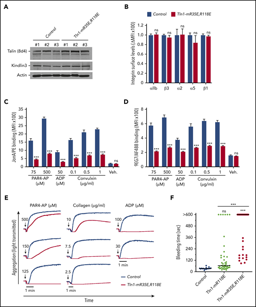 Blockade of Rap1 binding to both F0 and F1 domains in talin-1 prevents integrin activation in platelets in Tln1-mR35E,R118E mice. (A) Expression of talin-1 mutant in Tln1-mR35E,R118E platelets was assayed by using western blotting. Results are representative of 3 independent experiments, n = 3 mice each time. (B) Surface expression of αIIb, β3, α2, α5, and β1 integrins in Tln1-mR35E,R118E platelets was measured by using flow cytometry. Bar graph represents mean fluorescence intensity (MFI) ± standard error of the mean (n = 6 mice). Two-tailed Student t test. (C-D) Impaired integrin activation in Tln1-mR35E,R118E. Flow cytometry assay to measure binding of GPIX-labeled platelets in whole blood to JonA/PE antibody (C) or Alexa Fluor 488–coupled 9EG7 antibody (D) in response to agonist stimulation. Bar graphs represent MFI ± standard error of the mean (n = 6 mice, representative of ≥3 independent experiments). Two-way analysis of variance with Tukey posttest. (E) Representative aggregation responses of Tln1-mR35E,R118E platelets stimulated with various concentrations of agonists (indicated by arrows). (F) Intravital microscopy studies to monitor hemostatic plug formation after laser injury to the saphenous vein in Tln1-mR118E and Tln1-mR35E,R118E mice. The experiment was terminated at the end of 10 minutes to avoid excessive loss of blood. Individual bleeding times with median were plotted for 3 experimental groups. Data depicted are determinations in 3 control mice (17 injury sites), 4 Tln1-mR118E mice (42 injury sites), and 5 Tln1-mR35E,R118E mice (39 injury sites). Statistical significance was assayed by a one-way analysis of variance with Tukey posttest. ***P < .001. ns, not significant.
