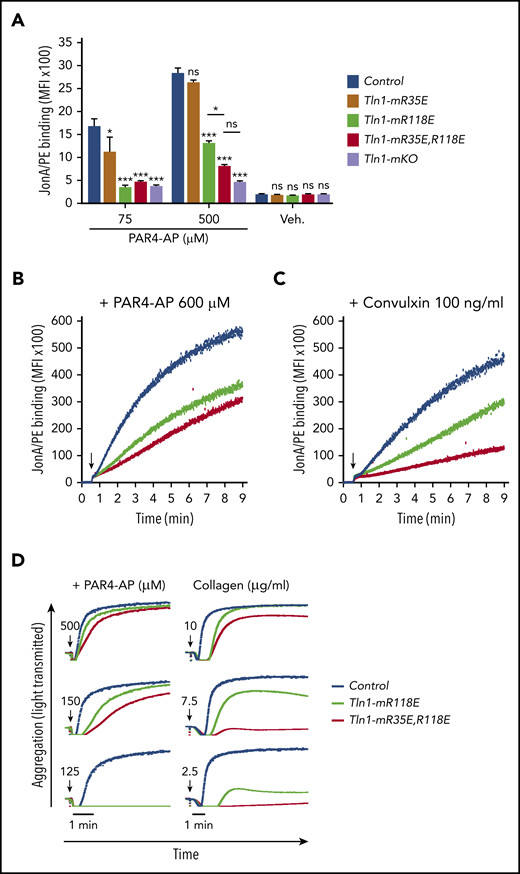 Graduated αIIbβ3 activation response in Tln1-mR35E, Tln1-mR118E, Tln1-mR35E,R118E, and Tln1-mKO platelets. (A) Flow cytometry assay to measure binding of GPIX-labeled platelets in whole blood to Jon/A-PE antibody in response to PAR4-AP stimulation. Bar graph represents mean fluorescence intensity (MFI) ± standard error of the mean (n = 6 mice, representative of ≥3 independent experiments). Two-way analysis of variance with Tukey posttest. (B-C) Real-time αIIbβ3 activation assay. JonA/PE binding to washed platelets was recorded continuously for 9 minutes by using flow cytometry in response to PAR4-AP (B) or convulxin (C) stimulation. Arrows indicate addition of agonists. (D) Representative aggregation responses of Tln1-mR118E and Tln1-mR35E,R118E platelets stimulated with various concentrations of agonists. Arrows indicate addition of agonists. *P < .05; ***P < .001. ns, not significant.